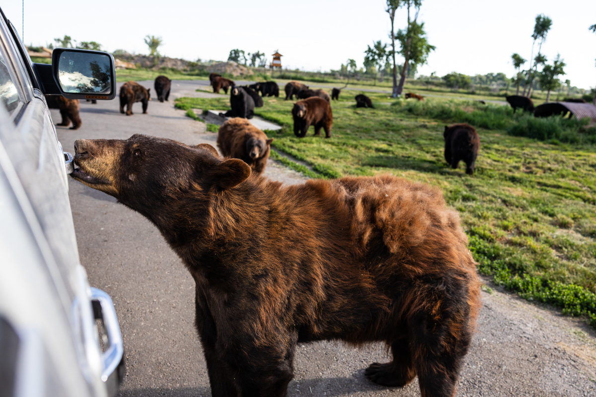 Yellowstone Bear World