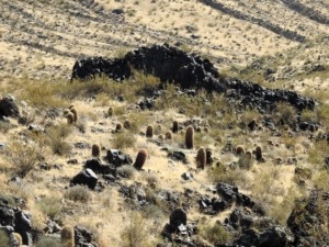 Barrel Cacti
